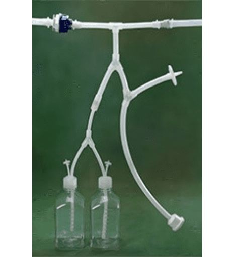 Sus